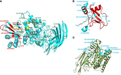 Function of CTLGA9 Amino Acid Residue Leucine-6 in Modulating Cry Toxicity